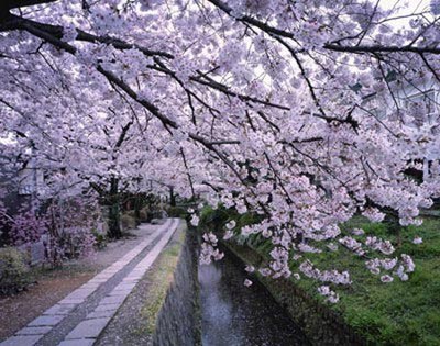 20���һ��ʬ�w���ֲ����ձ��Ԛ�ɭ��(�D)01