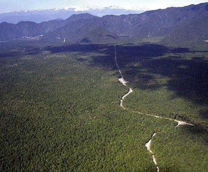 20���һ��ʬ�w���ֲ����ձ��Ԛ�ɭ��(�D)02