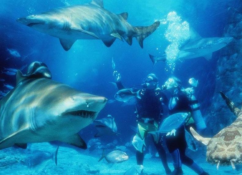 �Ϻ��L(zh��ng)�L(f��ng)��������