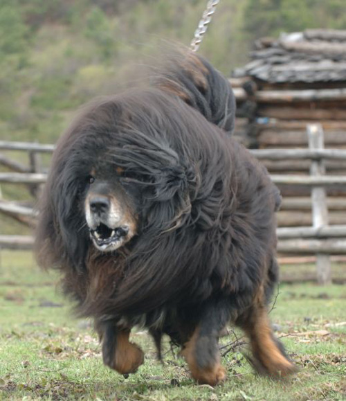 ��ţ��͵Ĳ���