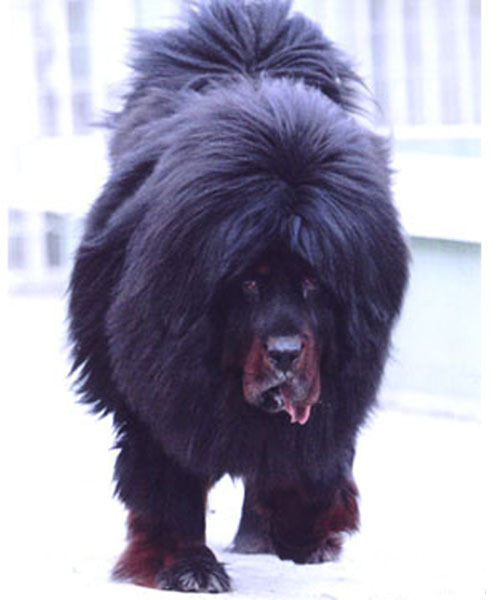 ��ţ��͵Ĳ���