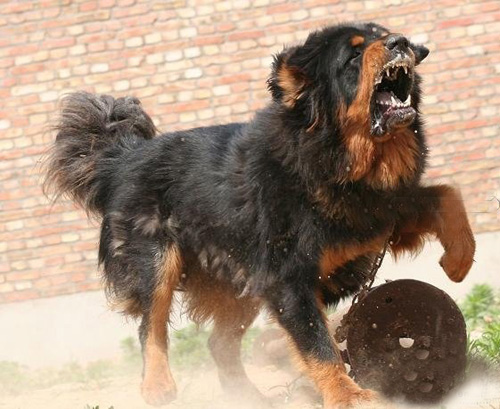 ��ţ��͵Ĳ���