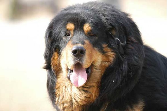 ��ţ��͵Ĳ���