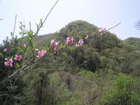 ��ɽɭ�ֹ��@&nbsp;ɽ