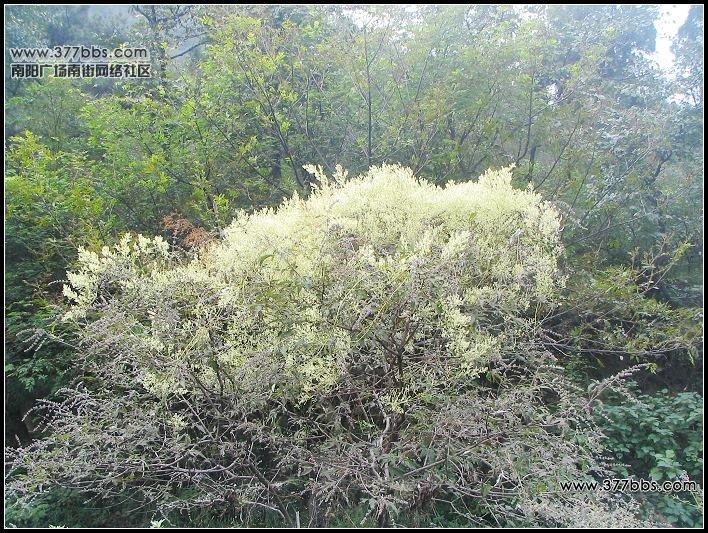 ���Ǵ���ɭ�ֹ��@