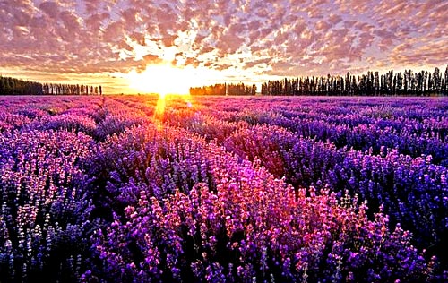 ���� ���� ���_��˹ ɫ��֮��