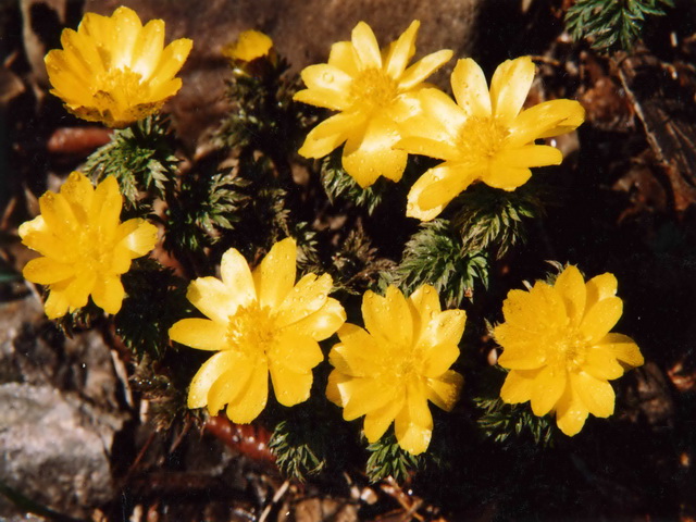 �P(gu��n)ɽѩɏ