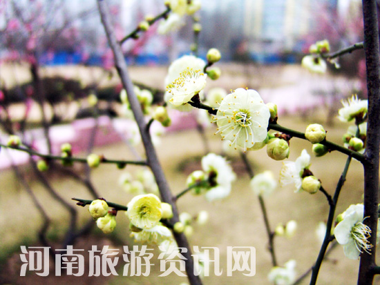 �����u�䪚���� ���� ���Gɽ���@ ÷��