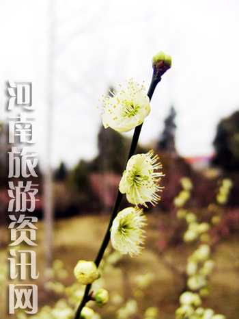 �����u�䪚(d��)���� ���� ���Gɽ���@ ÷��