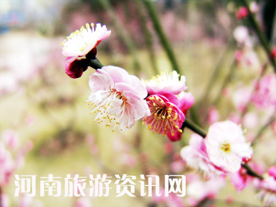 ������������� δԒ������ľ֪ ���Gɽ���@ ÷��