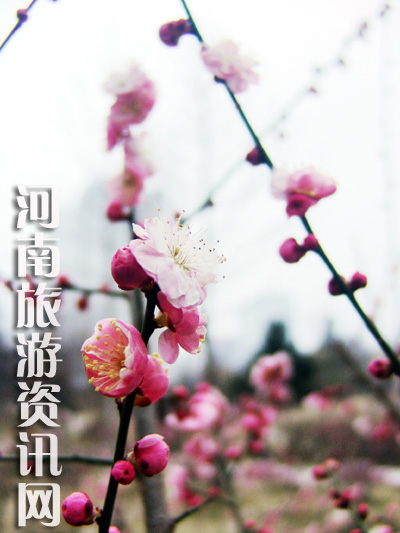 ������������� δԒ������ľ֪ ���Gɽ���@ ÷��