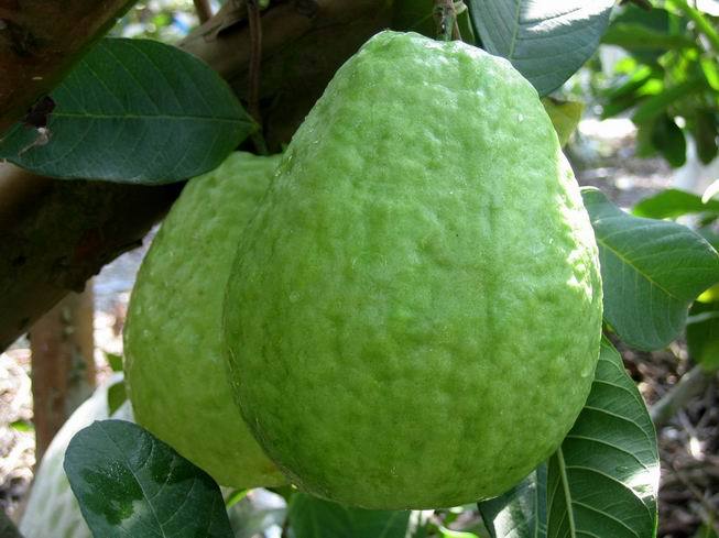 ���������o(h��)�w ��ʯ��