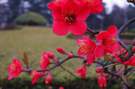 鄭州 海棠花 碧沙崗