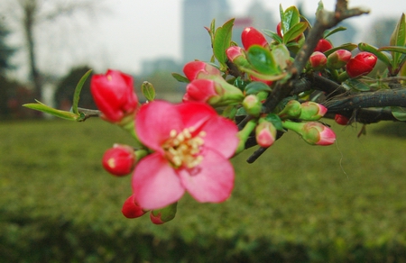 鄭州 海棠花 碧沙崗