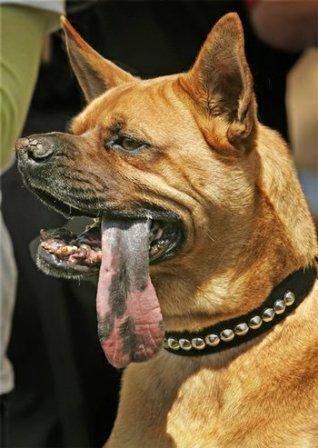 美國(guó) 世界最丑狗大賽 冠軍