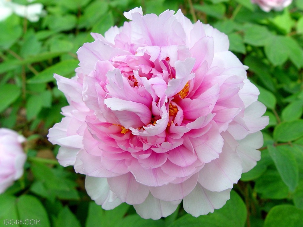 ��Ԋ �κ��� ĵ��