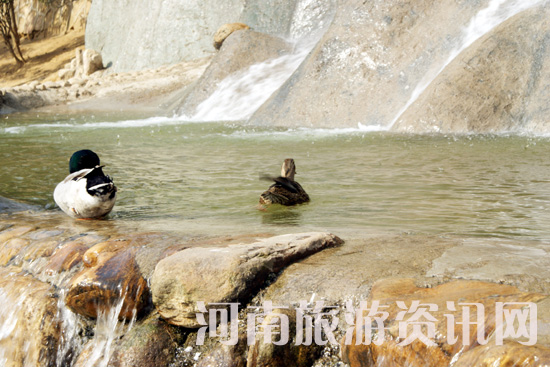 ����ˮů ���(y��ng) �Ϟ��� ��