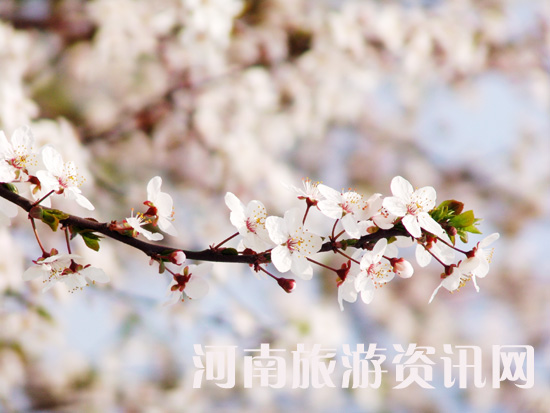 ���Aһ�}���p�m ʮ��Ѭ�L����� δ�c�����ѩɫ �q�ķ��G���ഺ �ѻ� ���Gɽ���@ ����