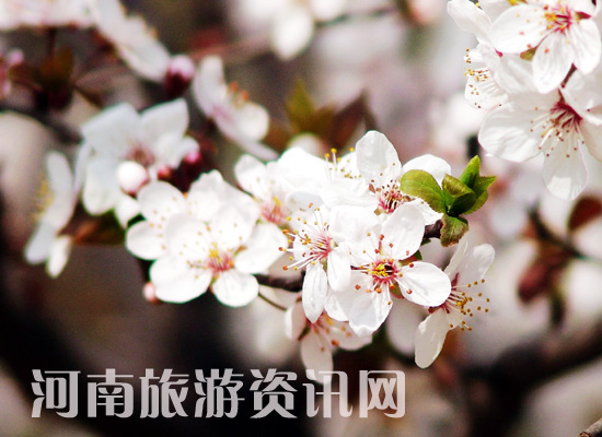 ���Aһ�}���p�m ʮ��Ѭ�L(f��ng)����� δ�c�����ѩɫ �q�ķ��G���ഺ �ѻ� ���Gɽ���@ ����