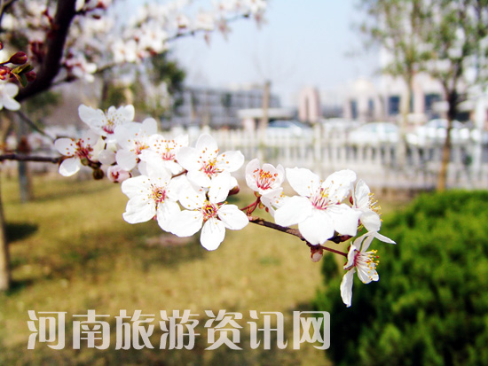 ���Aһ�}���p�m ʮ��Ѭ�L(f��ng)��(sh��)��(sh��)�� δ�c�����ѩɫ �q�ķ��G��(xi��)�ഺ �ѻ� ���Gɽ���@ ����