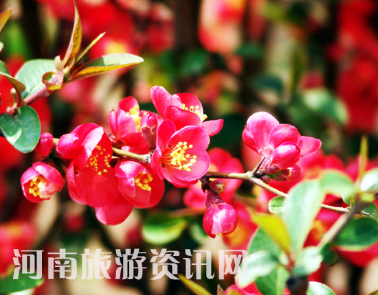 ֦�g�¾Gһ���� С����ؔ��c�t ��ϧ����Ī�p�� �ҽ������[���L ���Ļ� ������ ���Gɽ���@