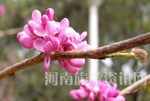 ���G��չ�����G��ʢ�_֦�^