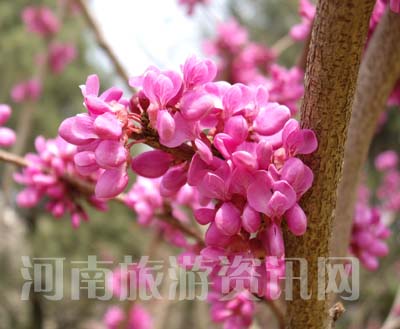 ���G��չ�ϵ����G��