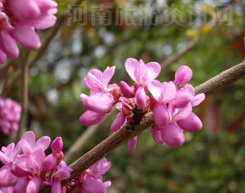 ���G��չ�ϵ����G����