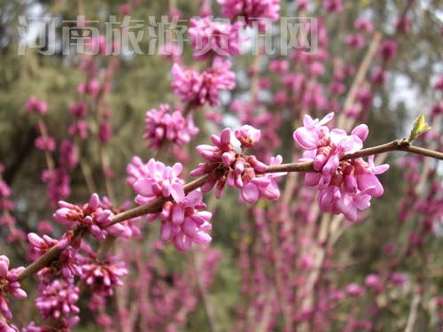 ���G��չ�ϵ����G��