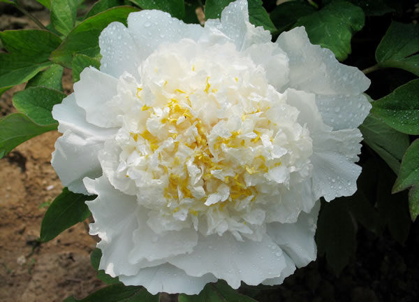 ���(y��ng)ĵ��