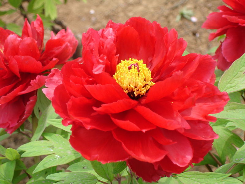 2009�����]չ ���(y��ng)ĵ��