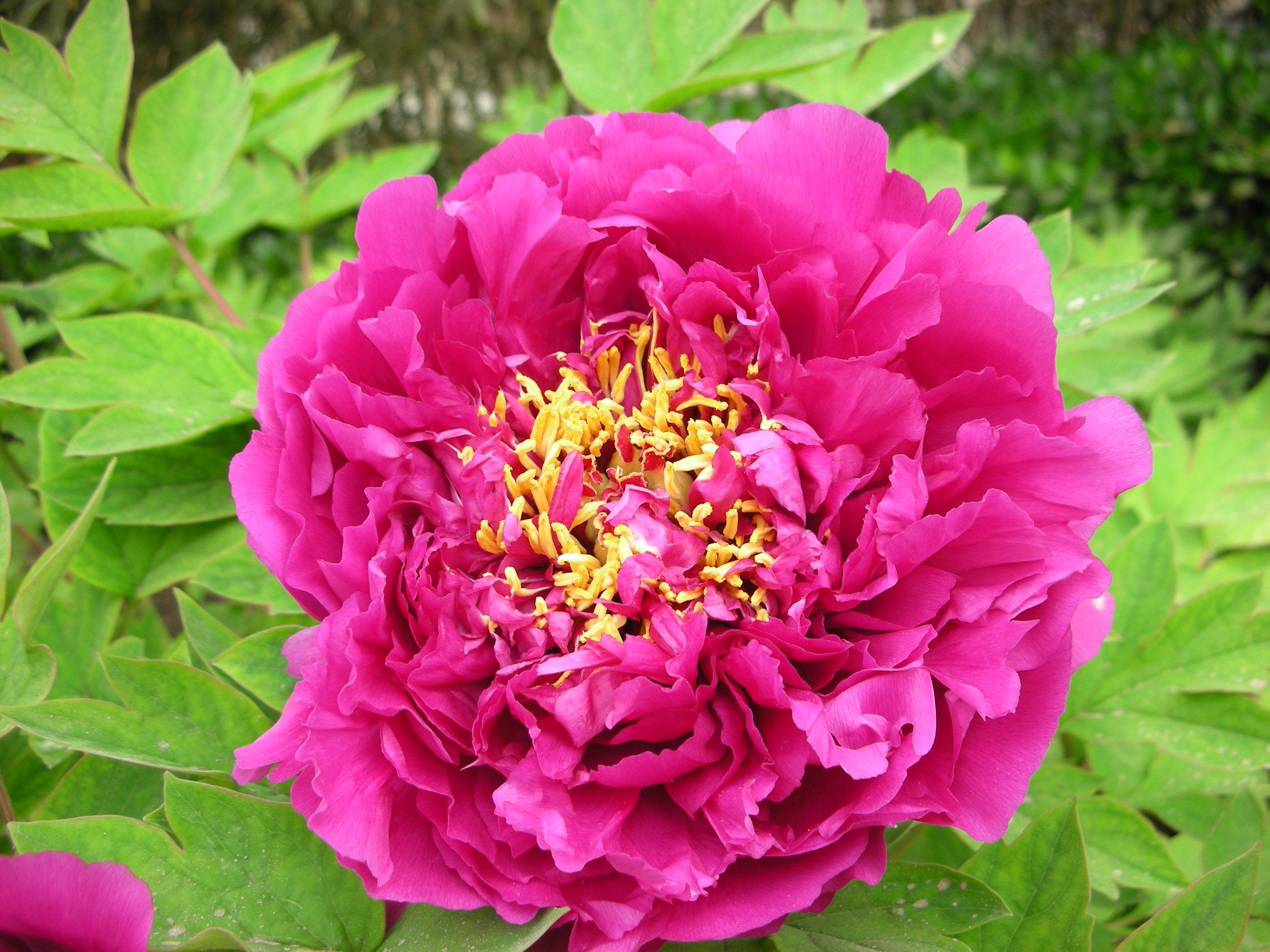 2009�����]չ ���(y��ng)ĵ��