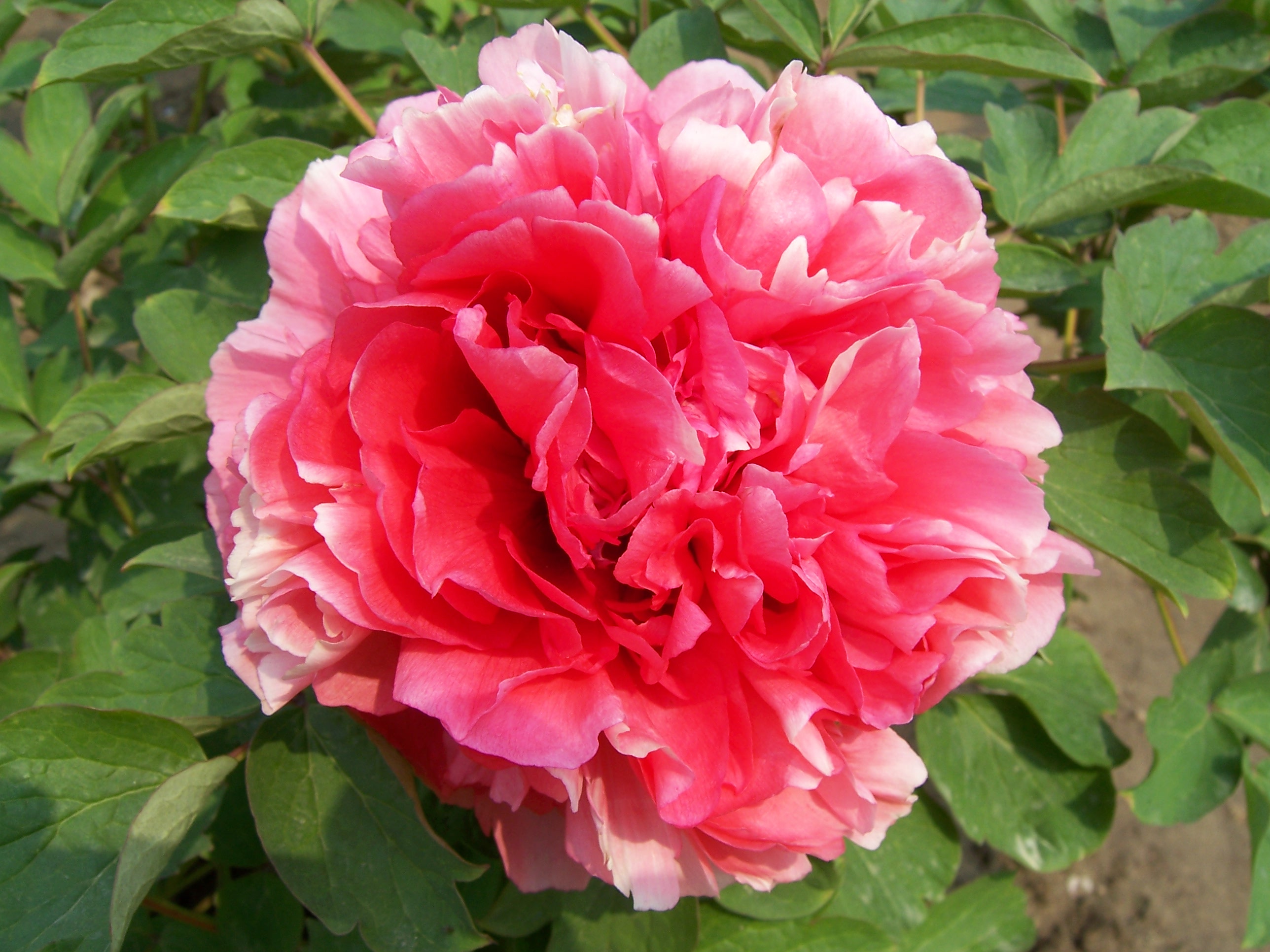 2009�����]չ ���(y��ng)ĵ��