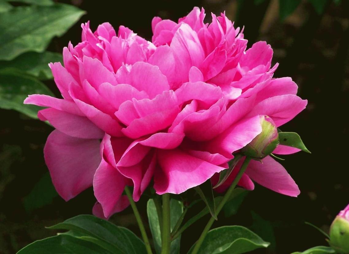 2009�����]չ ���ĵ��