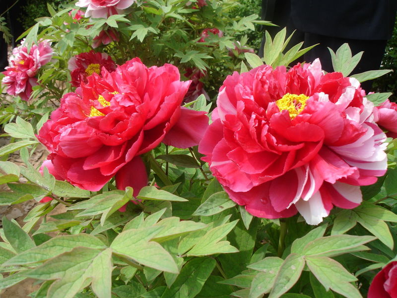 ���(y��ng)ĵ�� ��Ԋ(sh��)