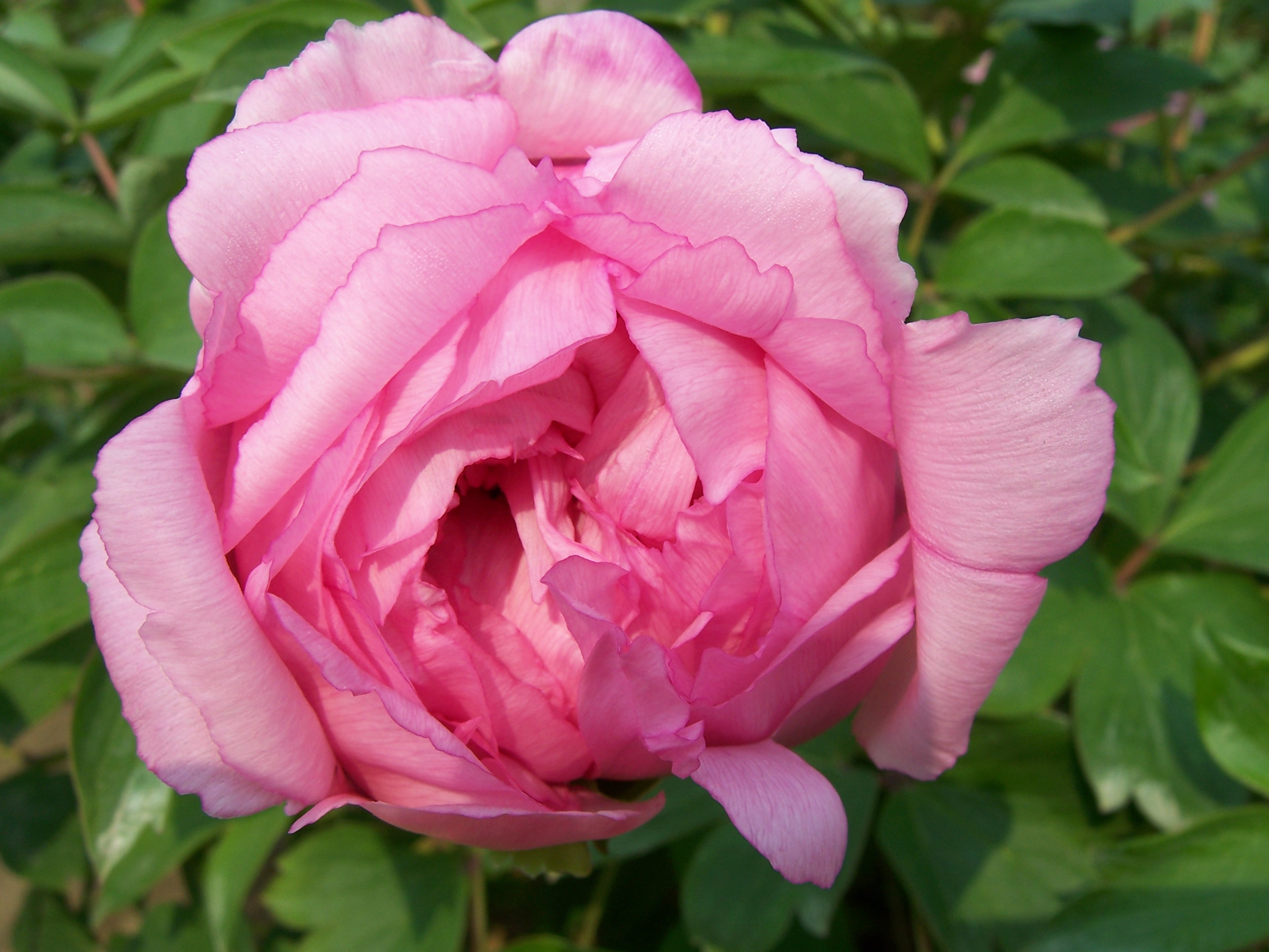 ���ĵ�� ��Ԋ