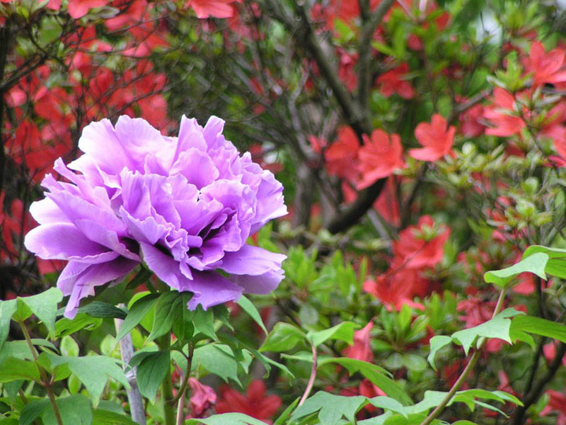 ���ĵ�� ��Ԋ