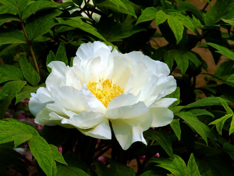 ���(y��ng)ĵ�� ��Ԋ(sh��)