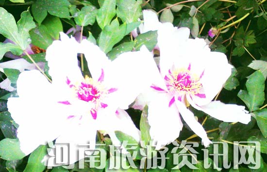 ĵ�����_�f��t 