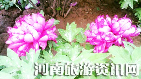 ĵ�����_�f��t 