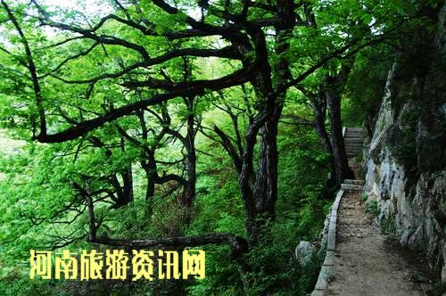 �Ͼ�ɽ ɭ���ď�