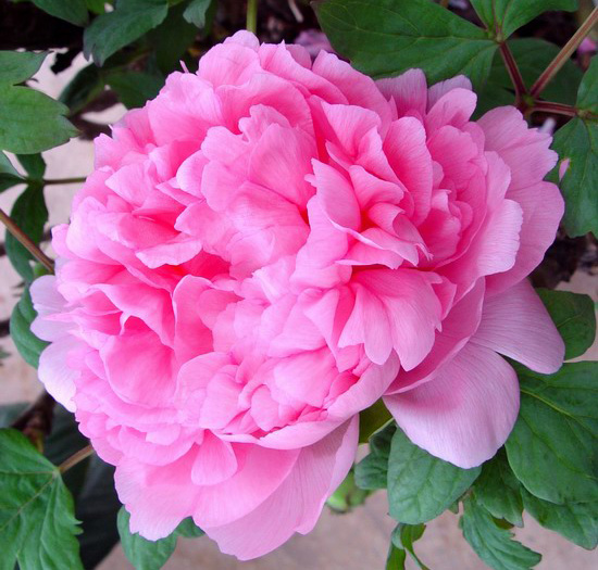 ���Hĵ���@