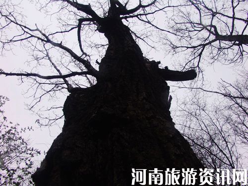 ľ���X ��������