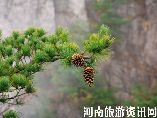 ľ���X ��������