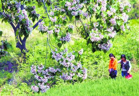 ���(y��ng)�f(w��n)ɽ 鱘�(sh��)�� 