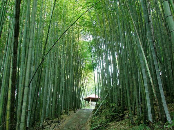 ���M(f��i) ���� 21��(g��)ɭ�ֹ��@ ����