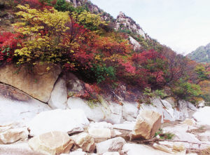 ���M(f��i) ���� 21��(g��)ɭ�ֹ��@ ����