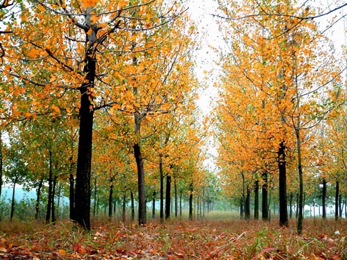 ���M ���� 21��ɭ�ֹ��@ ����