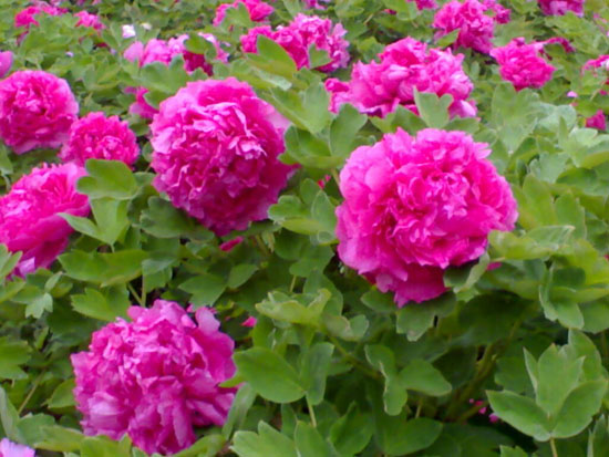 ���Hĵ���@