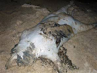 長島怪獸 尸體 紐約長島海灘